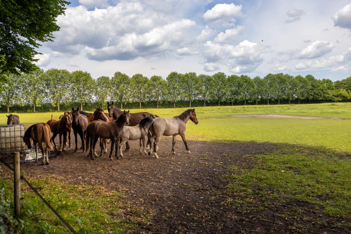 Foto 80 van Stenendijk 8