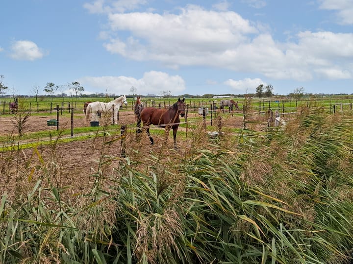 Foto 3 van Kromme Spieringweg 217