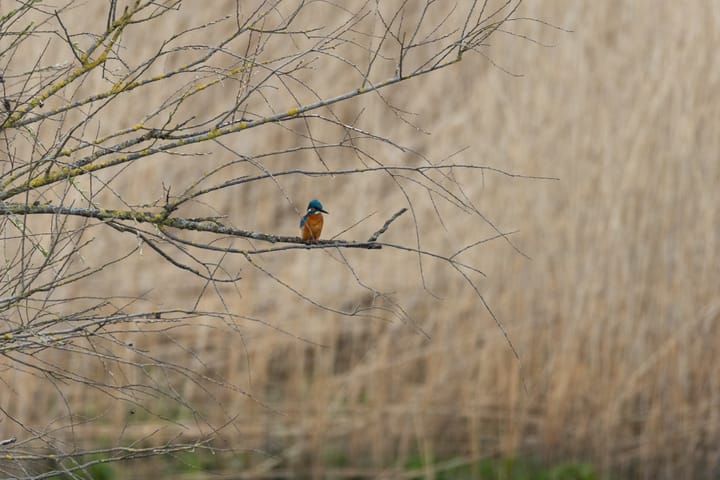 Photo 71 of Botter 55