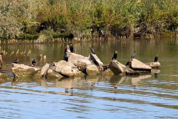 Photo 72 of Botter 55