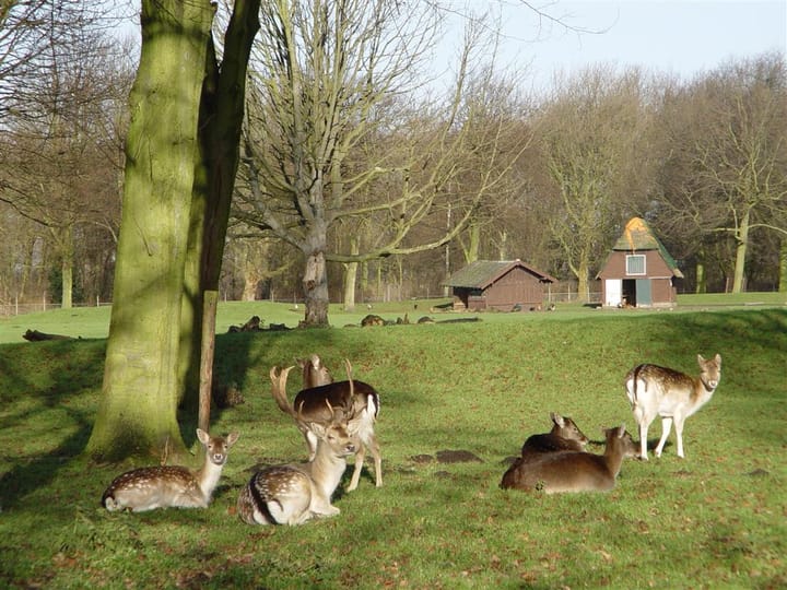 Photo 52 of Rijsbes 61