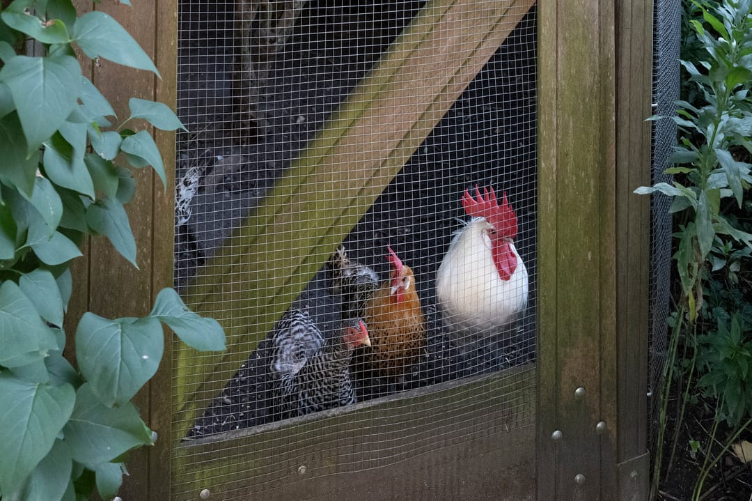 Foto 38 van Hogestraat 54