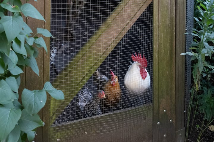 Foto 38 van Hogestraat 54