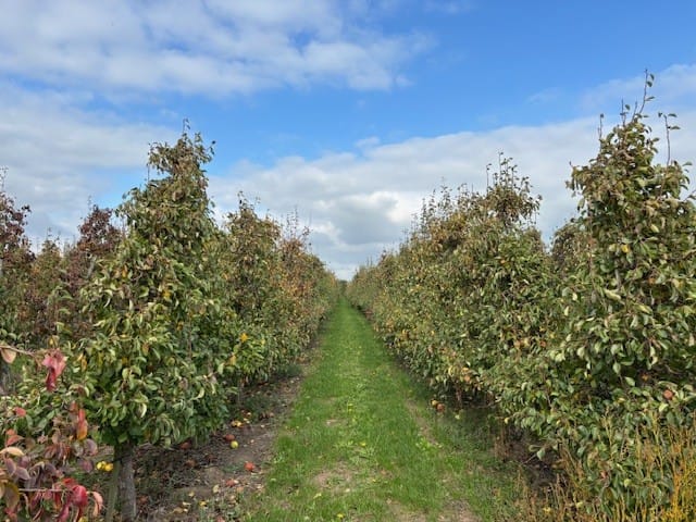 Bekijk foto 4 van Papotweg