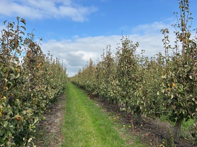 Papotweg, Ellewoutsdijk