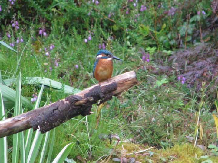 Photo 39 of Surinamelaan 17-C