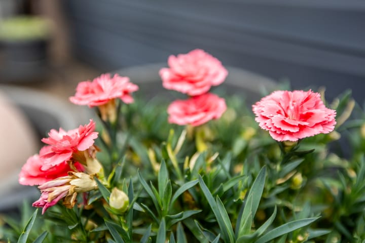 Photo 38 of Trilveenstraat 40