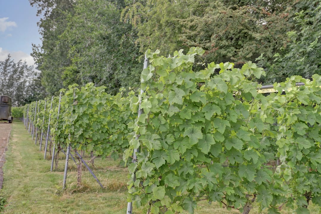 Photo 77 of Bazeldijk 67