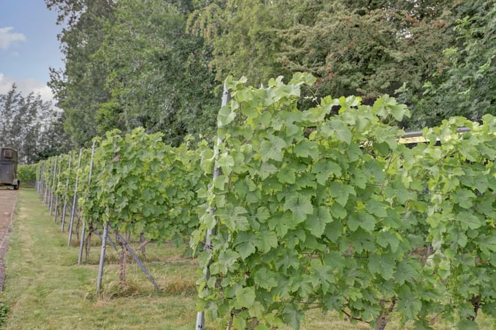 Foto 77 van Bazeldijk 67