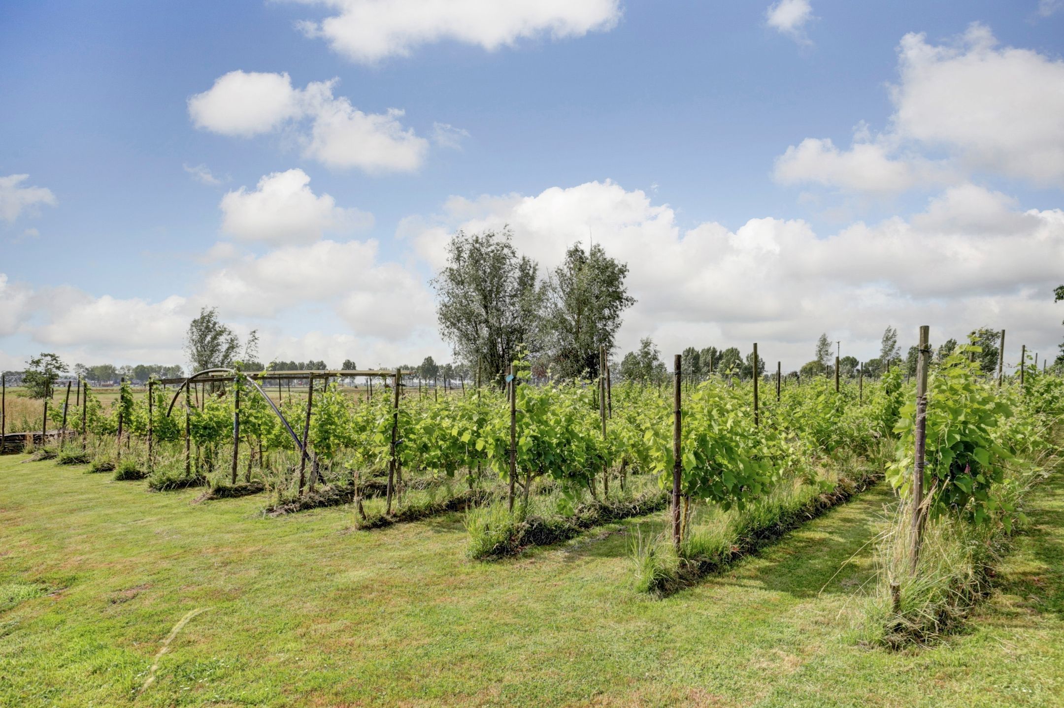 Photo 78 of Bazeldijk 67