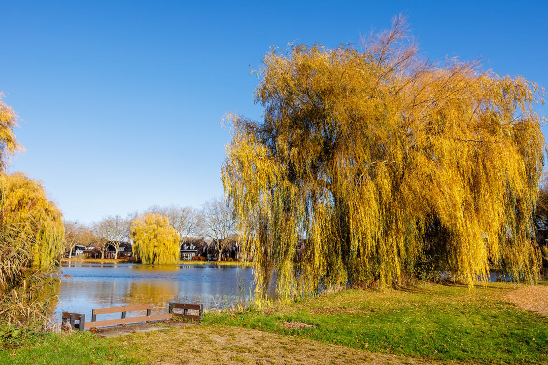 Foto 46 van Julianastraat 25