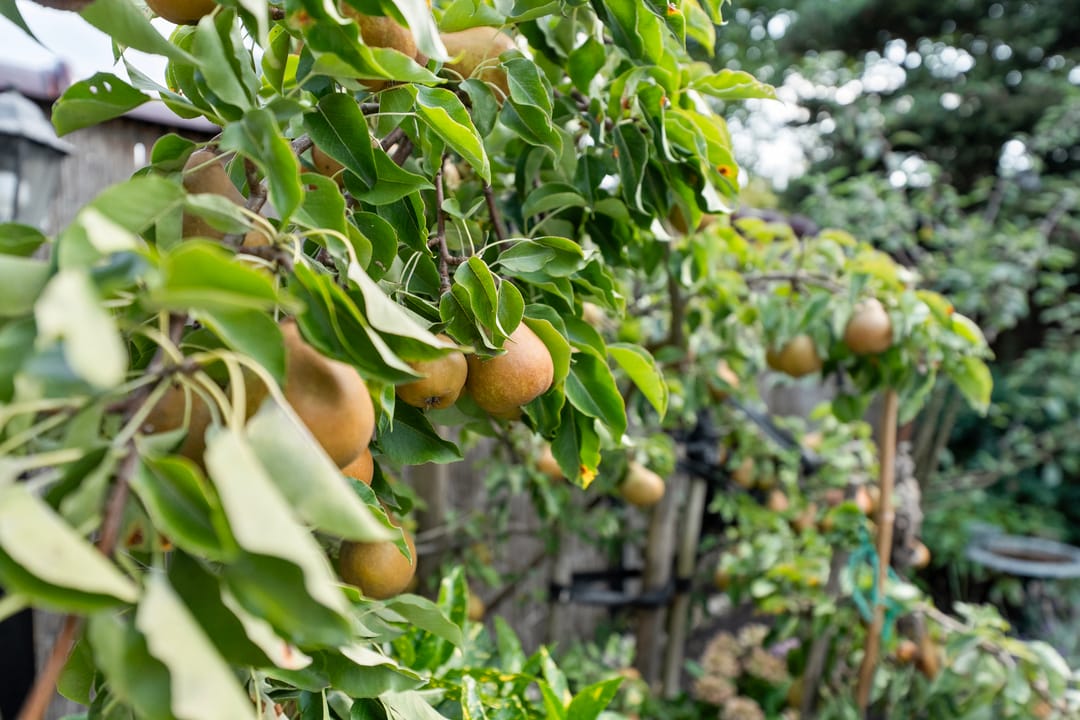 Foto 47 van Zwaluwstraat 32