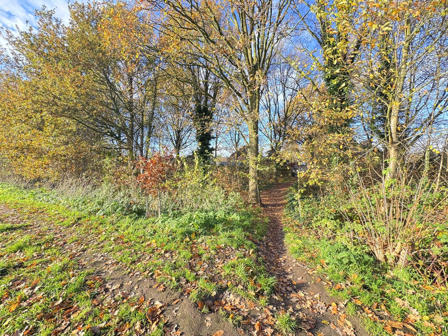 Photo 25 of Distel 30