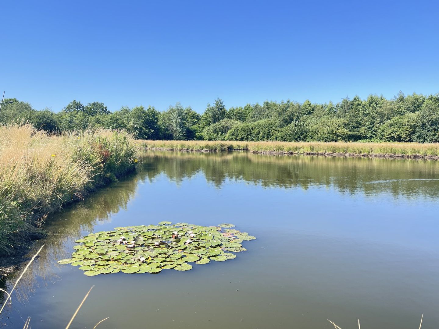 Photo 29 of Distel 30