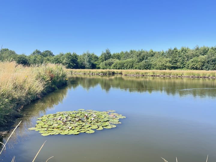 Photo 29 of Distel 30