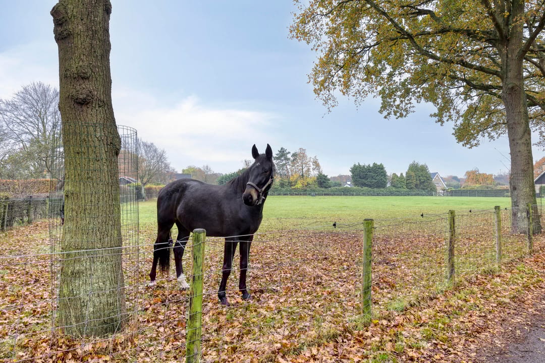 Foto 37 van Berkenblad 14