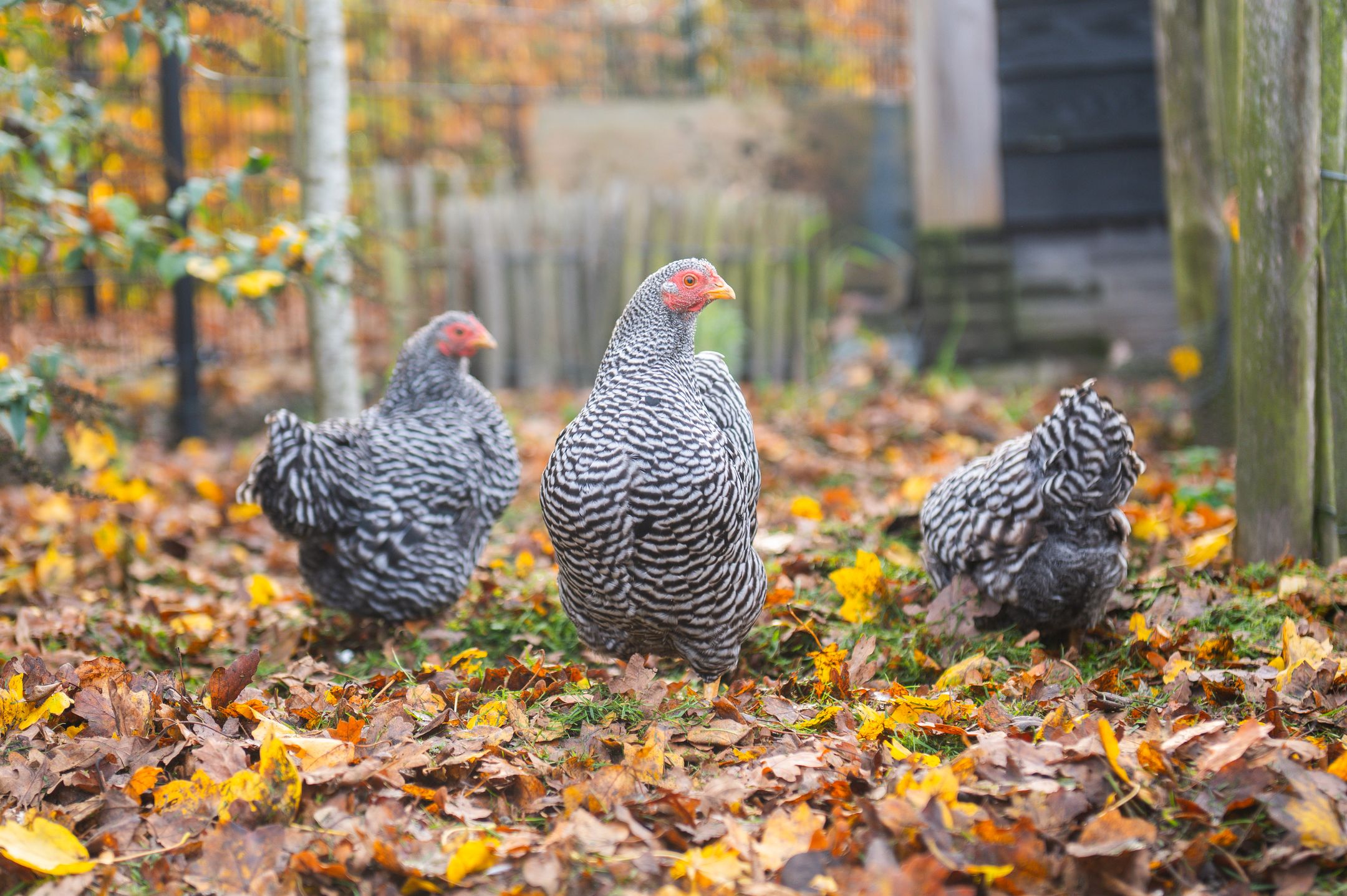 Photo 42 of Kruisakkerweg 9