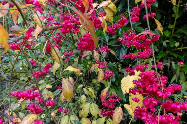 Foto 18 van Wolbarg 9