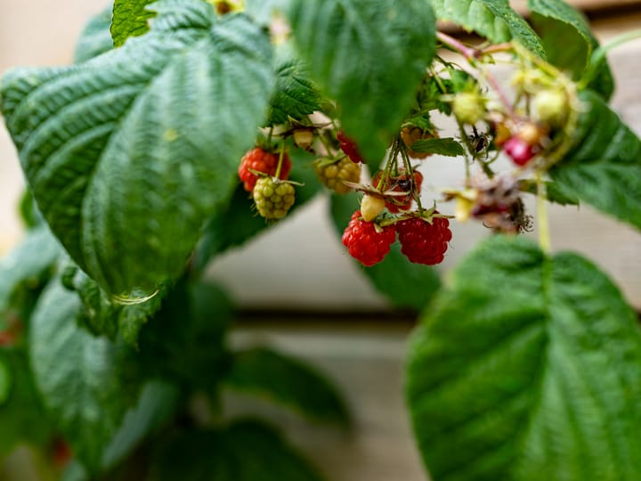 Foto 25 van De Lange Garde 2