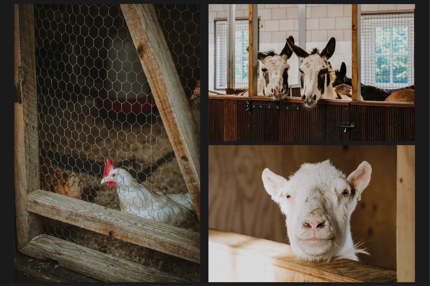 Foto 4 van Brandwijksedijk 39