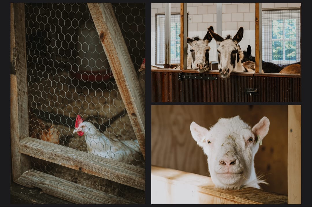 Foto 38 van Brandwijksedijk 39