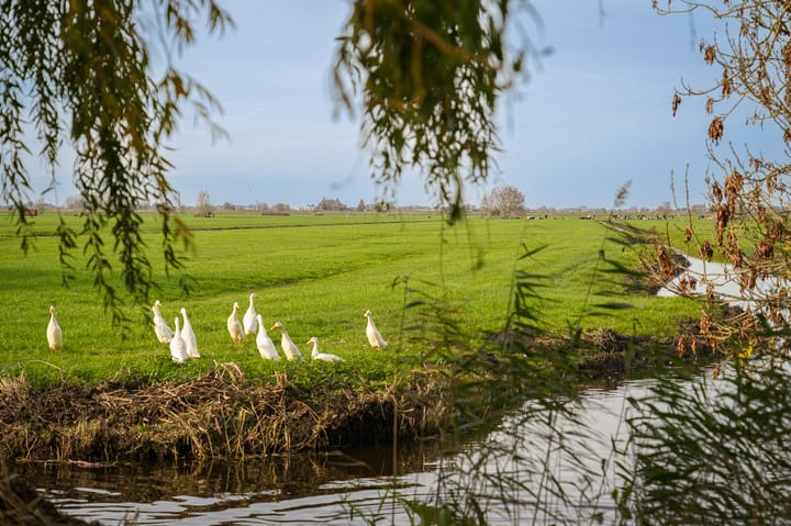 Photo 54 of Brandwijksedijk 39