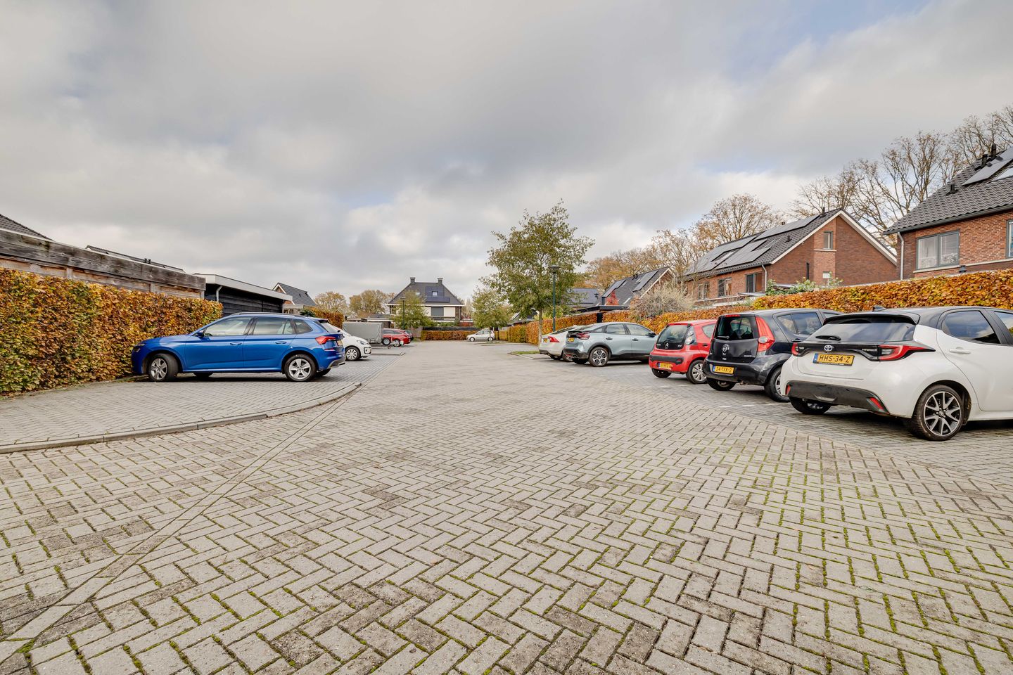 Foto 29 van Kleine Pimpernel 7