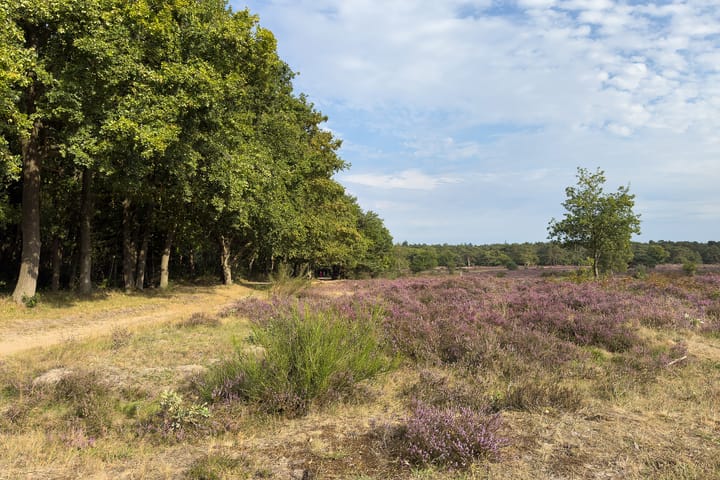 Photo 17 of Bosdrift 210