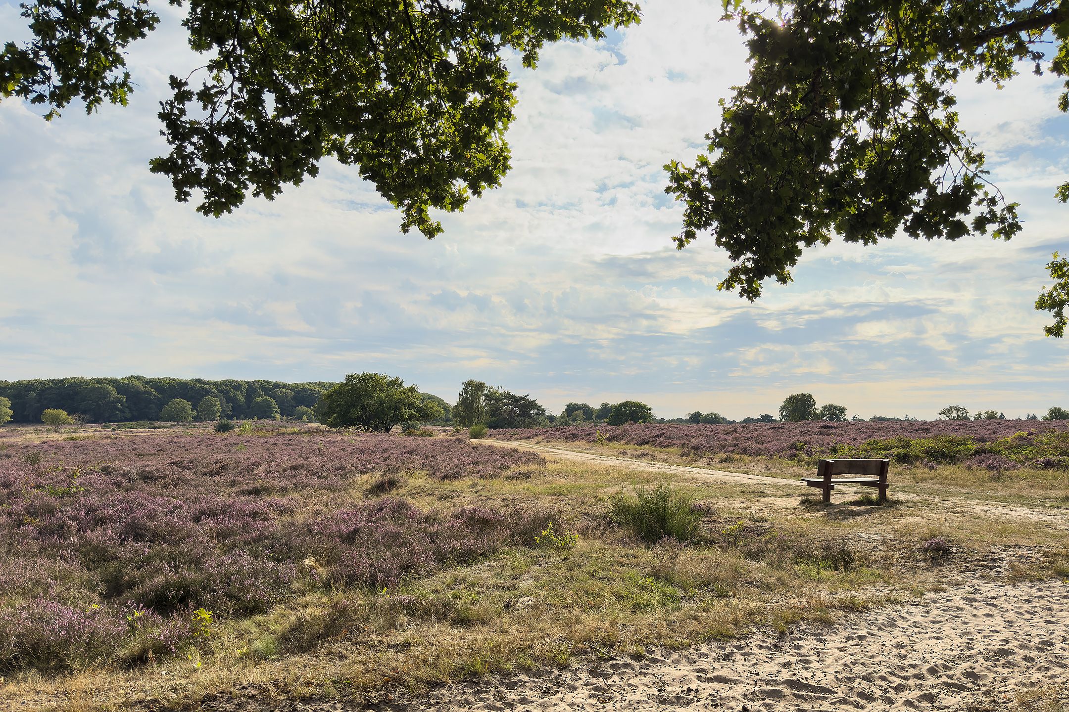 Foto 18 van Bosdrift 210