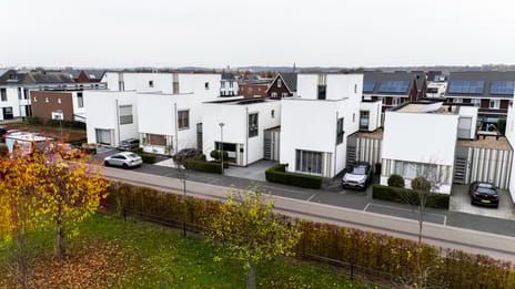 Teunisbloem 10 tertiary image