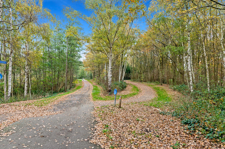 Photo 38 of Elsbes 45