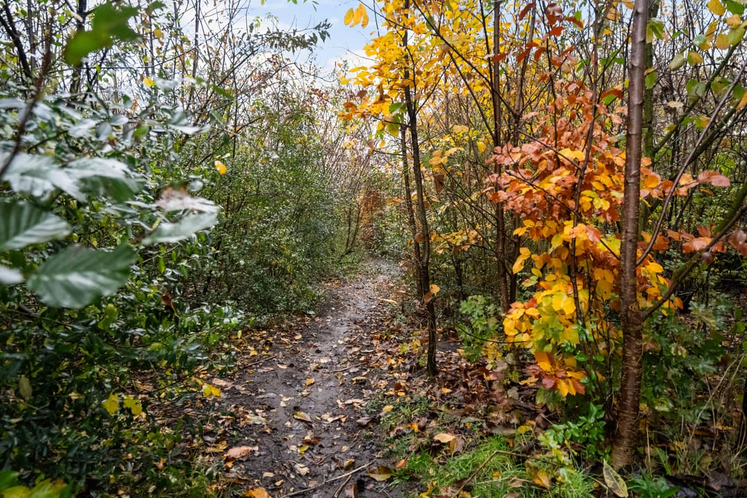 Foto 46 van Paardebloemweide 1