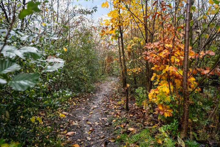 Foto 46 van Paardebloemweide 1