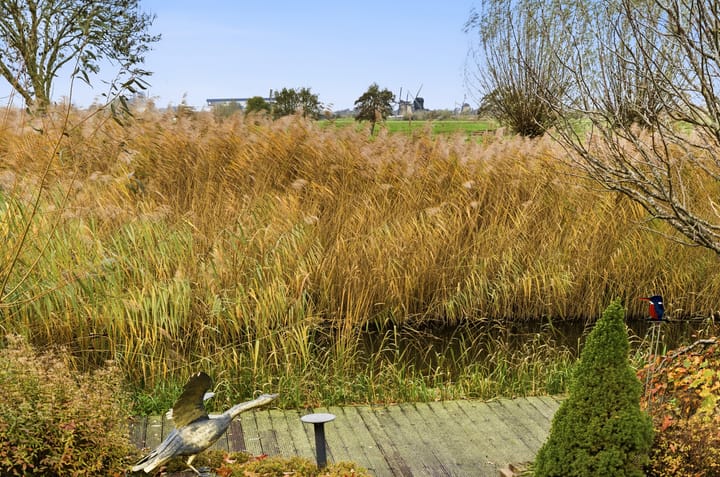 Photo 87 of Karper 4