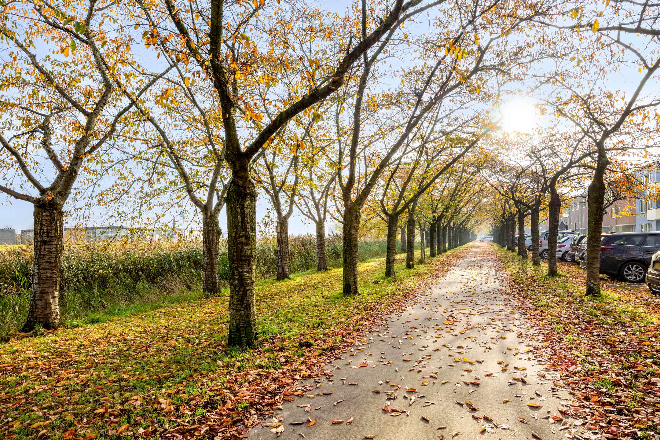 Foto 36 van Sepiastraat 50