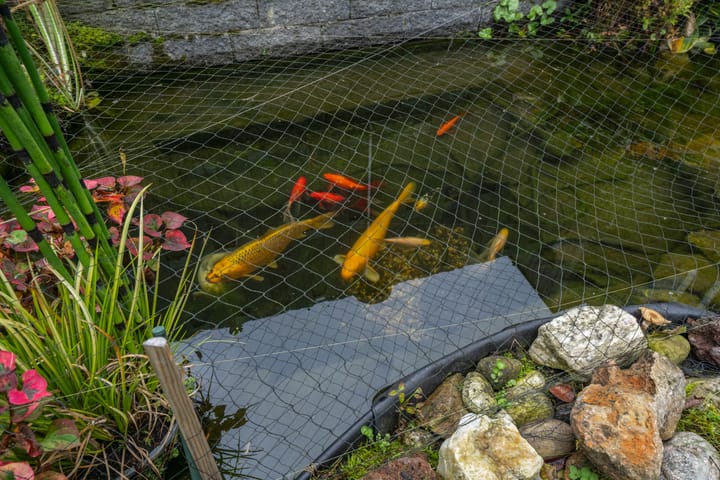 Foto 46 van Brechtje Spiegelerf 27