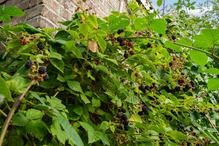 Foto 38 van Herenweg 29