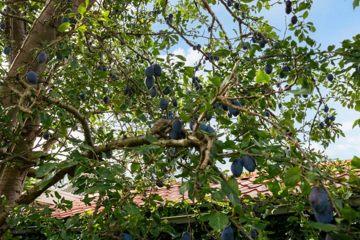 Foto 50 van Herenweg 29