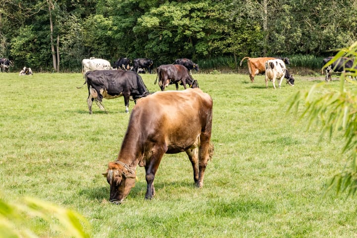 Photo 48 of Melkrijdersweg 14