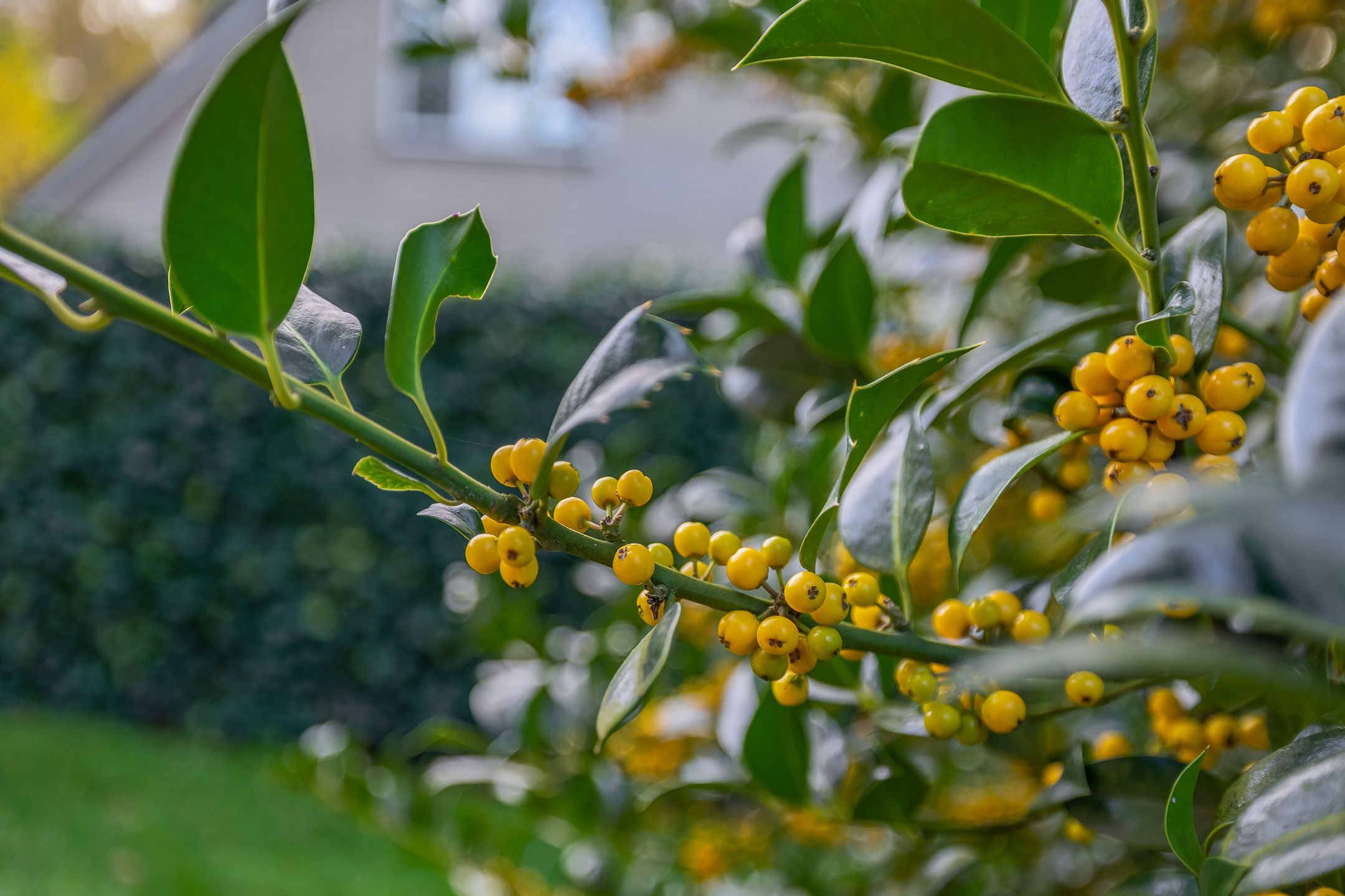 Photo 9 of Paaslohof 39