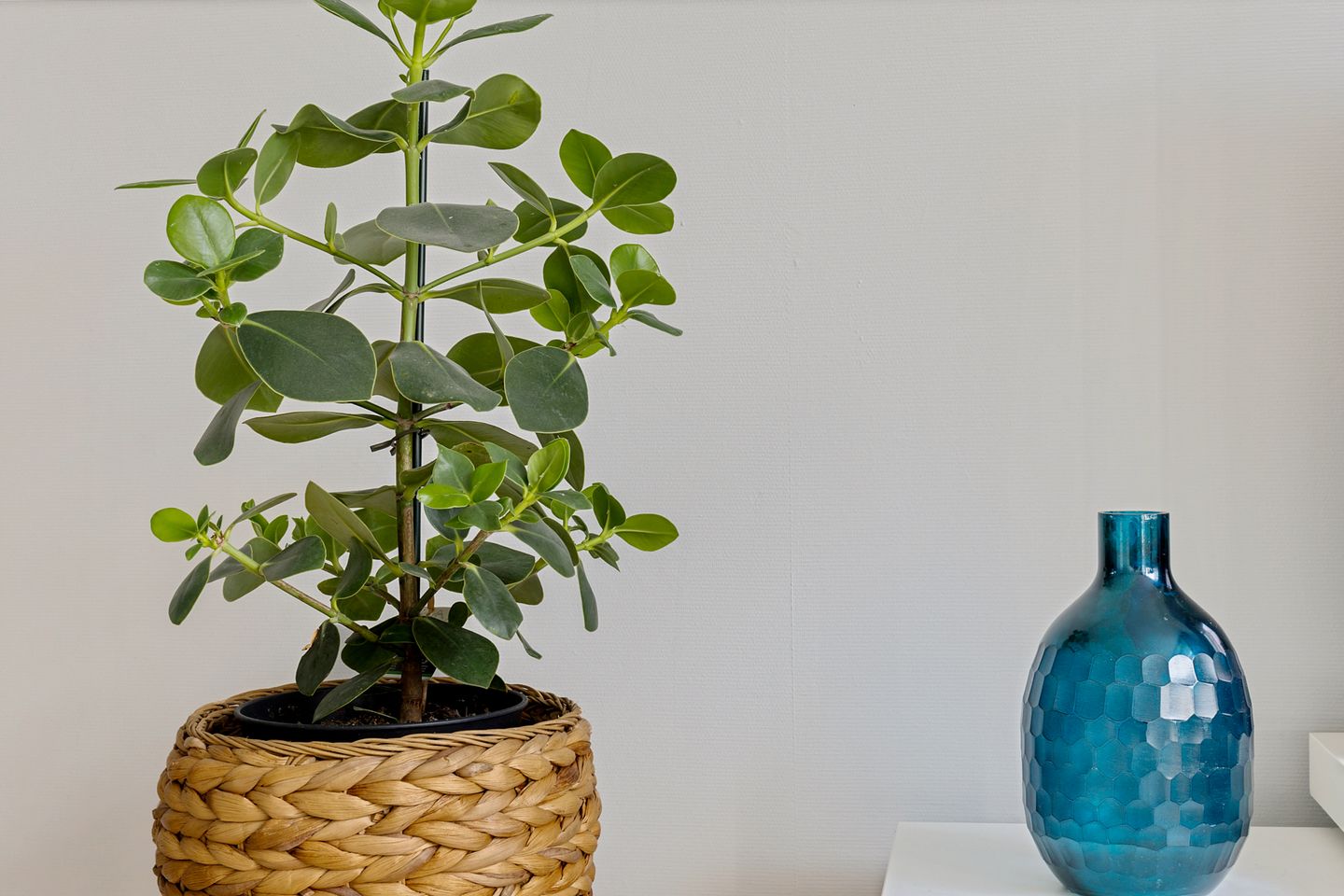 Foto 10 van Hovenierstraat 73