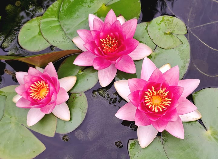 Foto 30 van Vestingwal 47-B