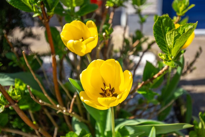 Photo 54 of Rijnlaan 8