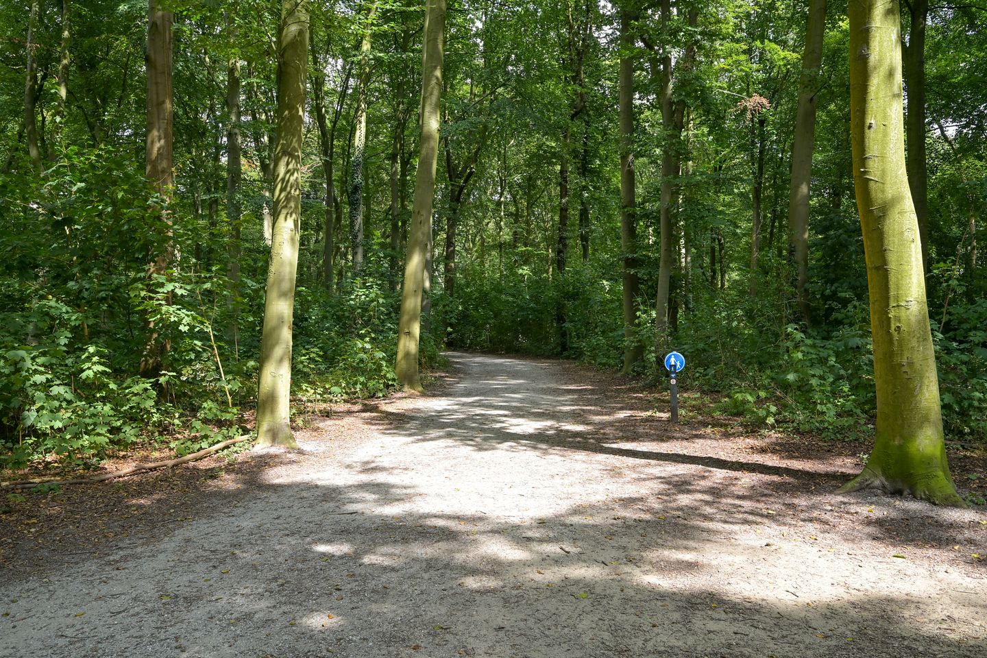 Foto 64 van Laan van Clingendael 2