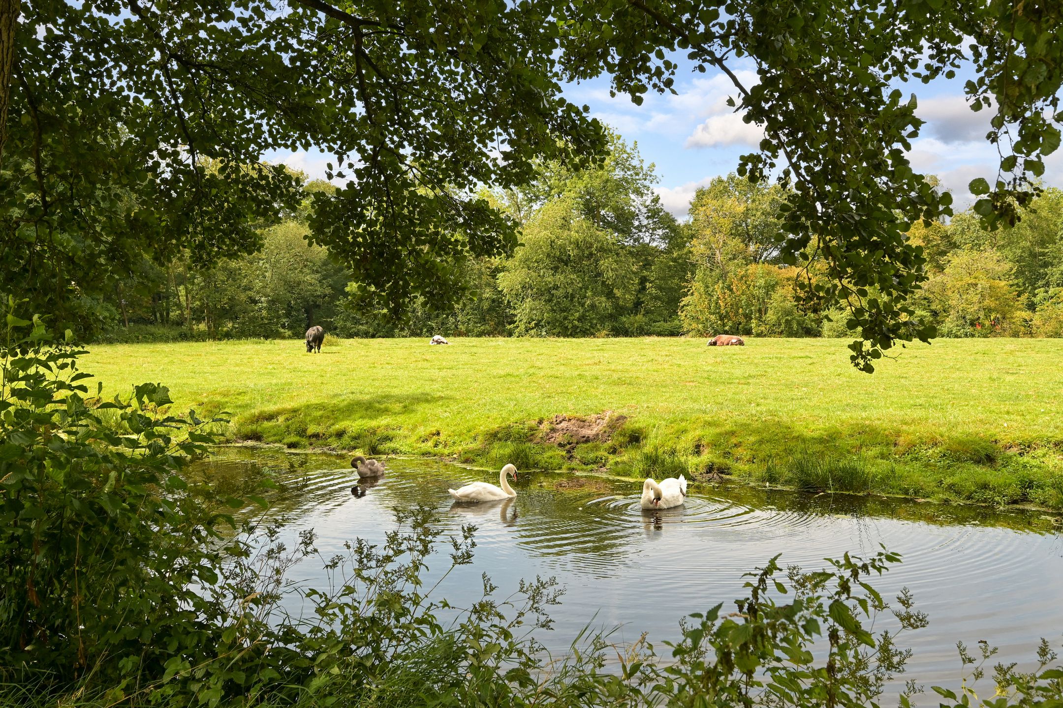 Foto 66 van Laan van Clingendael 2