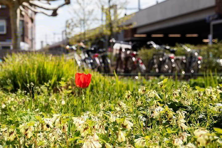 Photo 29 of Albatrosstraat 53