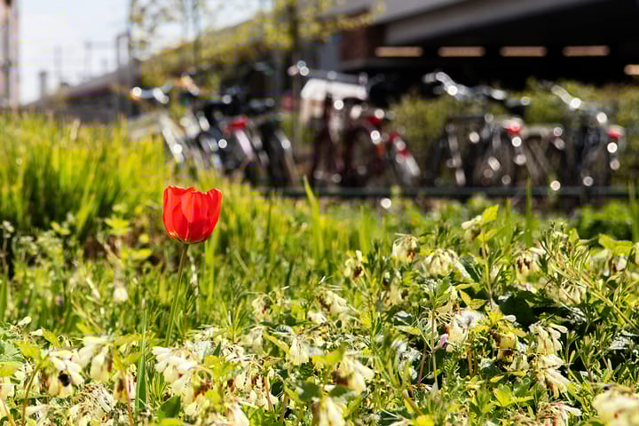 Photo 30 of Albatrosstraat 53