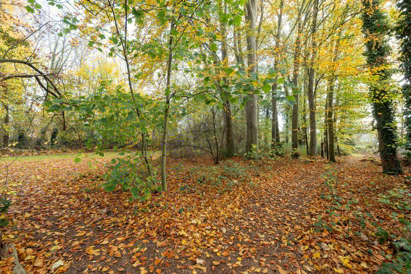 Foto 70 van Joppelaan 60