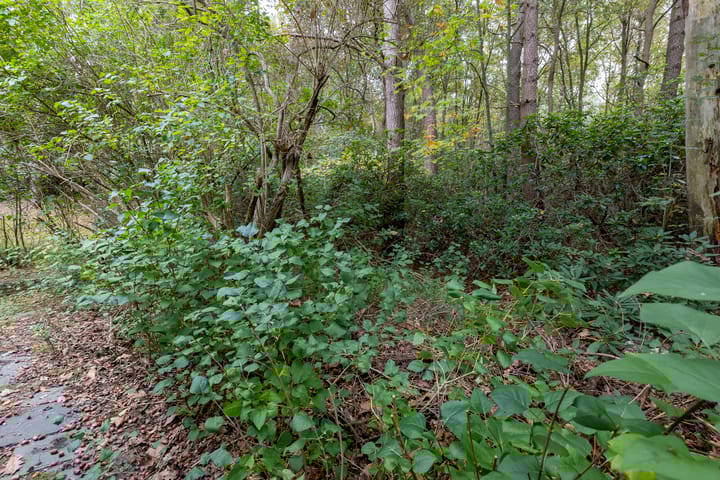 Foto 68 van Sparrenlaan 8