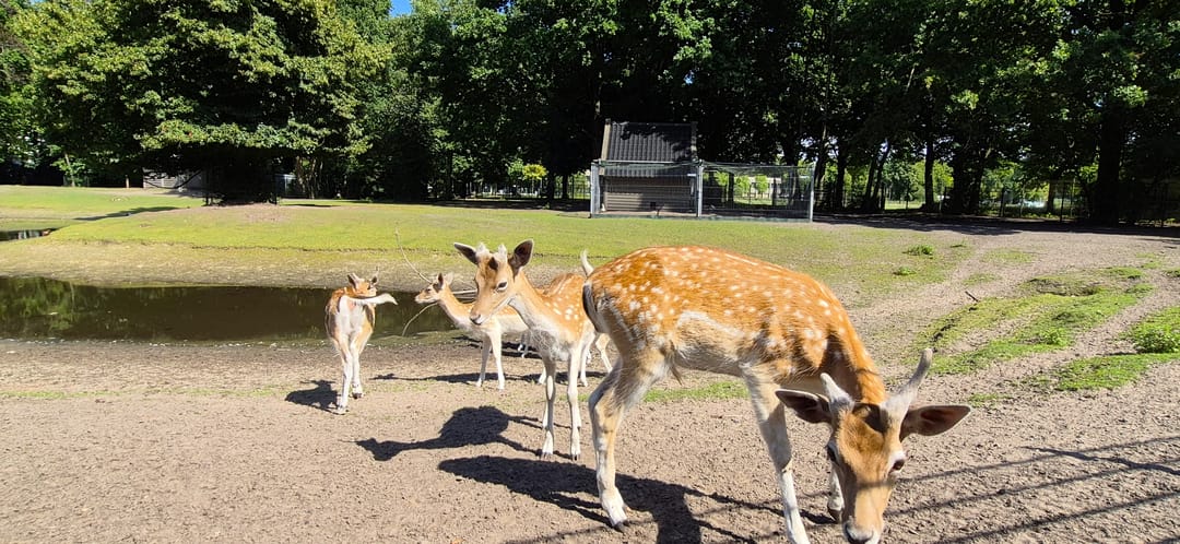 Foto 26 van Hertogenlaan 336